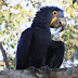 Hyacinth macaw black