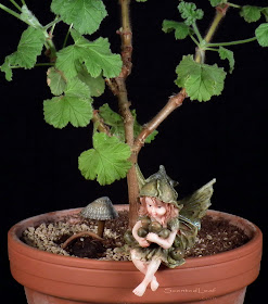 Miniature living pelargonium bonsai Snowflake with one root exposed, angel and shell-lantern