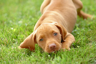 Vizsla Puppy Picture