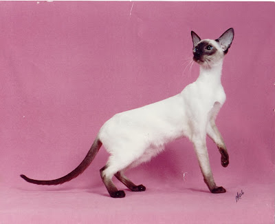 Siamese cats pictures