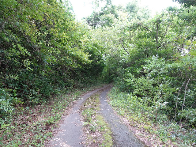 果樹園の農道