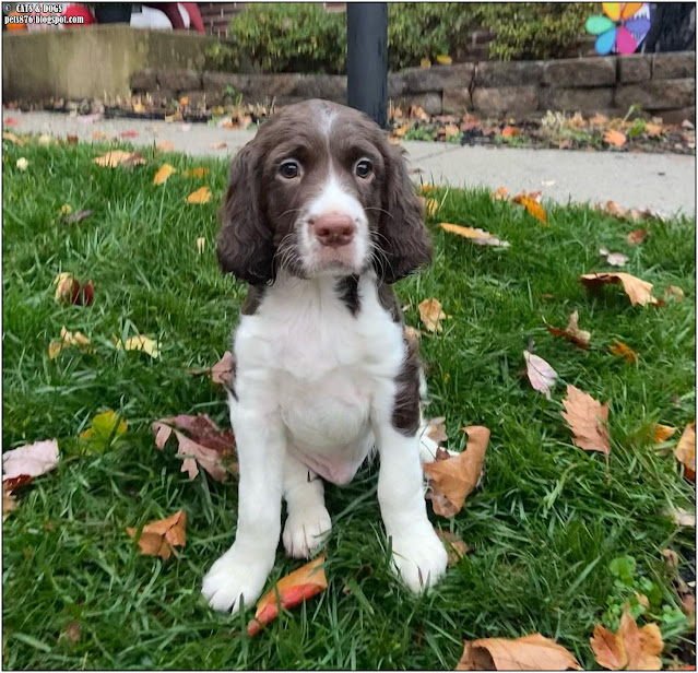 springer spaniel