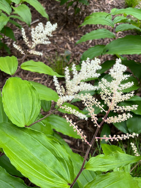 Solomon's plume