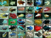 types of betta plakats. Email ThisBlogThis!Share to TwitterShare to 