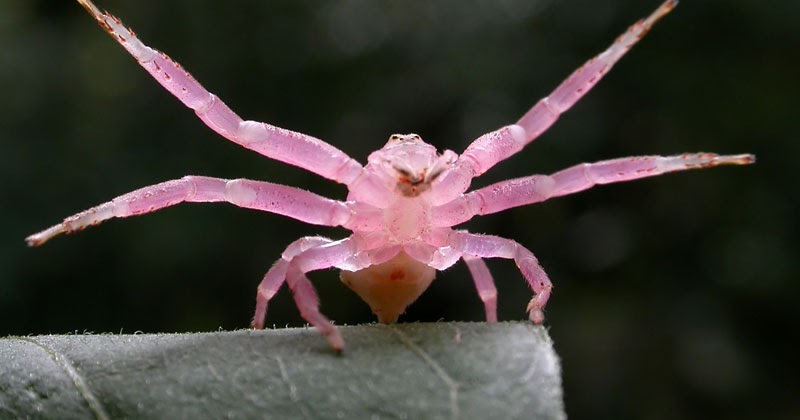 美しすぎる ピンクのクモが見つかった N ミライノシテン