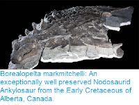 http://sciencythoughts.blogspot.co.uk/2017/08/borealopelta-markmitchelli.html