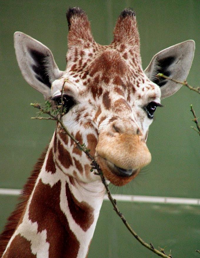 Encyclopedia: Giraffe Face