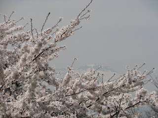 好きな花見スポット セメント工場跡の桜並木と巌鷲山