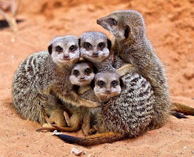 funny animal pics, animal photos, meerkat family