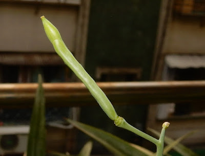 芥藍菜的果實