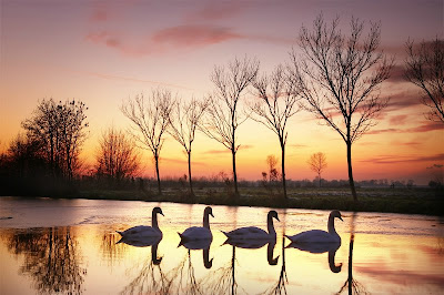 swan n sunset