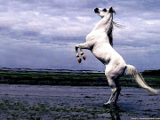 arabian horse wallpaper