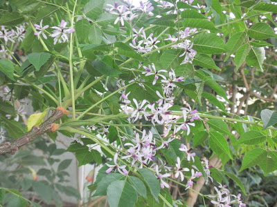 Flowers of Pride-of-India (Chinaberry) tree, called Inia in Hawaii