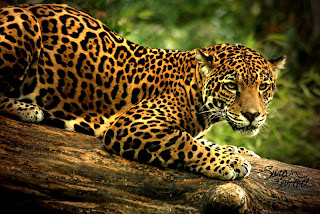 Jaguar on Laberinto De Lluvia  Abril 2013