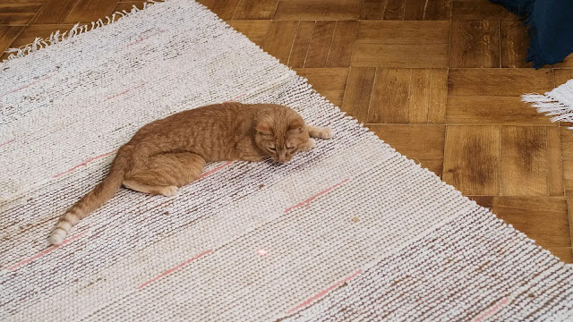 Cat Chasing laser Light