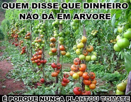 tomates26