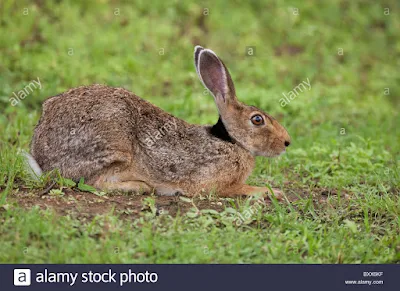 Klasifikasi Lepus nigricollis