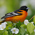 Baltimore oriole sighting offers exciting birding moment Features
heraldcourier.com