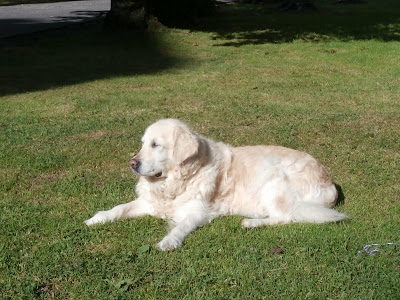 Vodicí pes Cilka leží na trávě