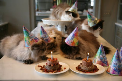 cats celebrate their birthdays