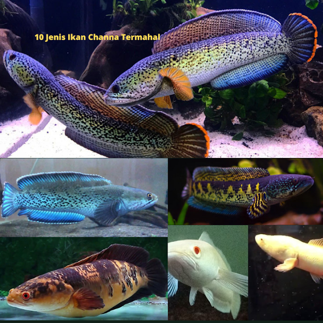 10 Jenis Ikan Channa Termahal