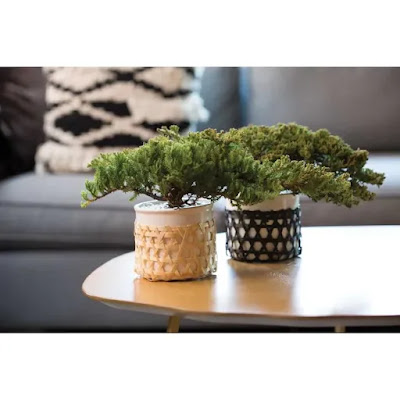 https://www.lowes.com/pd/LiveTrends-12-oz-Juniper-Fir-Kaare-in-Ceramic-Planter/1001309518