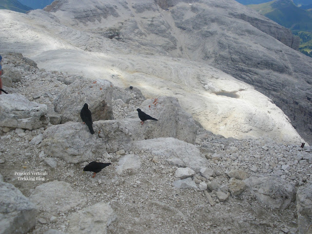 I corvi che nidificano poco sotto la vetta del Piz Boè