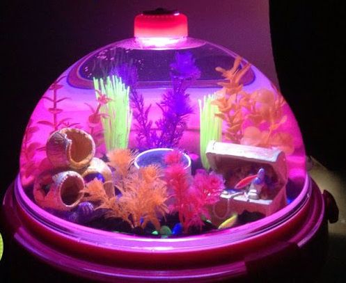 small glass betta aquariums fish tank with light