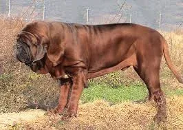 Kumaon Mastiff