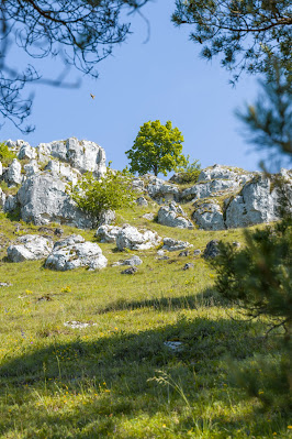 Schwarze-Laber-Schlaufe am Jurasteig | Wandern im Regensburger Land - Alpiner Steig Eilsbrunn 10