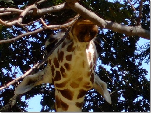 Giraffe Head