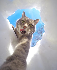 Foto Kucing Yang Gemar Selfie 03