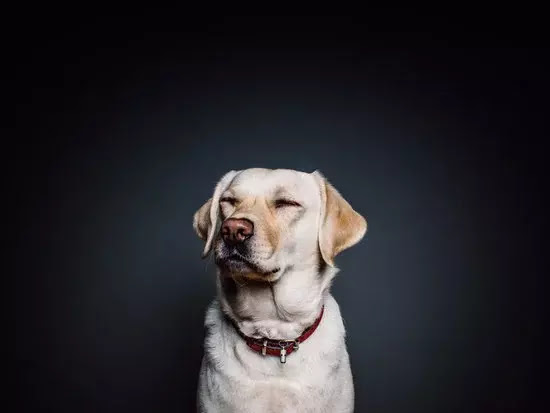 Labrador Retriever | Top 10 Cutest Large Dog Breeds