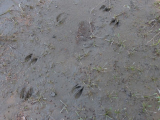 Traces de sabots de Cerfs de Virginie