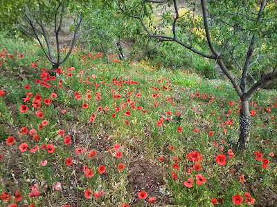 amapolas