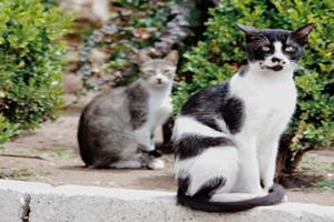 Penyebab Kenapa Kucing Betina Tidak Mau Di Dekati Oleh Kucing JantanPenyebab Kenapa Kucing Betina Tidak Mau Di Dekati Oleh Kucing Jantan