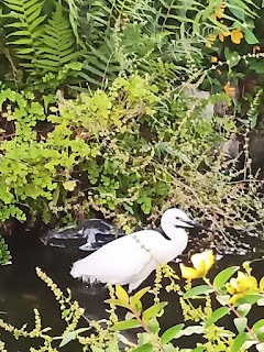 目黒川緑道のコサギ