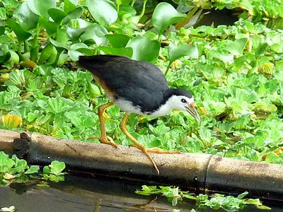 White-breasted waterhen (Amaurornis phoenicurus)