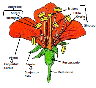 Resultado de imagen para clases de la corola