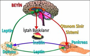 leptin hormonu