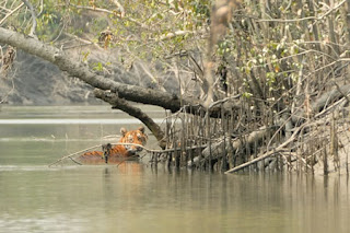 Taman Nasional Sundarbans dan Harimau