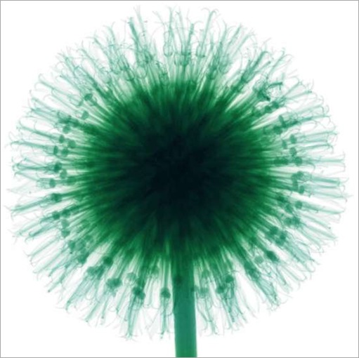 thumbs_thumbs_flowers-017