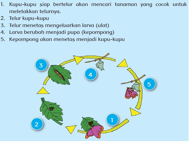 Cerita Jenaka Mite Fabel Legenda Saga Cerpen Novel Dan 