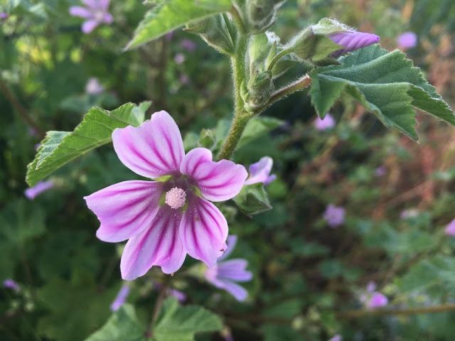 Além do uso ornamental, há também as espécies que são consumidas como verdura ou utilizadas em saladas flores. 