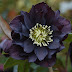 Nature improved upon in hellebore heaven