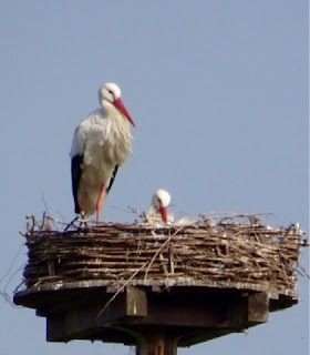 White Storks. Amsterdam. (c) Copyright Shelley Banks, all rights reserved