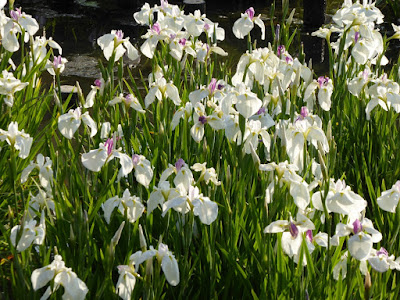 山田池公園・花しょうぶ園