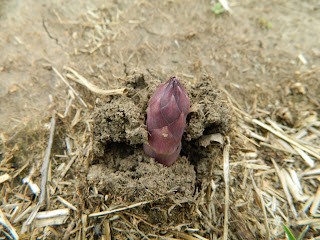 New-asparagus-spear-emerging-from-soil