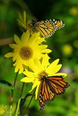 Monarchs_IMGP0307