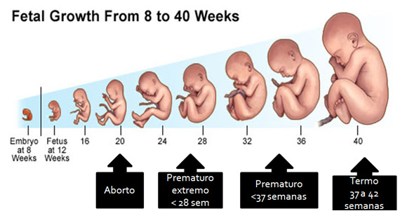 Resultado de imagem para desenvolvimento fetal